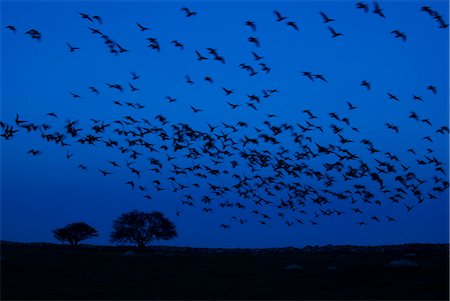 A flock of birds in the night Stockbilder - Premium RF Lizenzfrei, Bildnummer: 6102-08748825