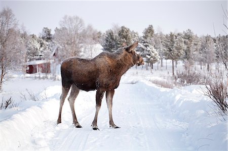 elk on snow - Elk standing on country road Stock Photo - Premium Royalty-Free, Code: 6102-08760175