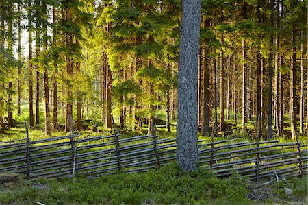 simsearch:6102-08559111,k - Spruce forest Stock Photo - Premium Royalty-Free, Code: 6102-08760266