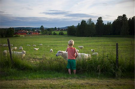 sheep back view - Boy looking at sheep on pasture Stock Photo - Premium Royalty-Free, Code: 6102-08760569