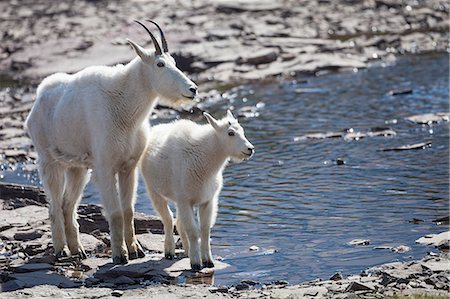 Two goats at stream Photographie de stock - Premium Libres de Droits, Code: 6102-08760684