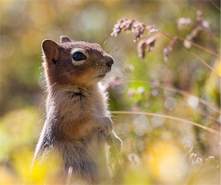 Red squirrel, close-up Stockbilder - Premium RF Lizenzfrei, Bildnummer: 6102-08760691