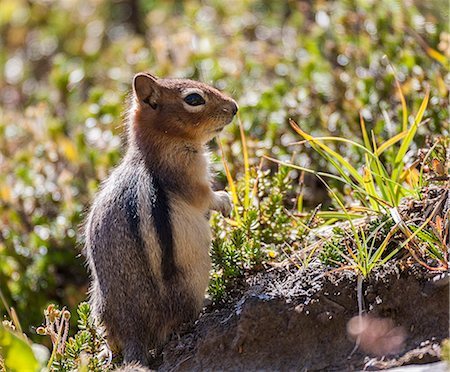 Red squirrel, close-up Stockbilder - Premium RF Lizenzfrei, Bildnummer: 6102-08760692