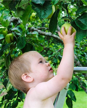 Boy picking apple Stock Photo - Premium Royalty-Free, Code: 6102-08760720