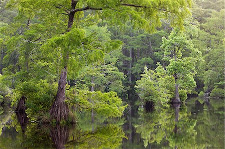 Bald cypresses on swamp, North Carolina, USA Stock Photo - Premium Royalty-Free, Code: 6102-08760728