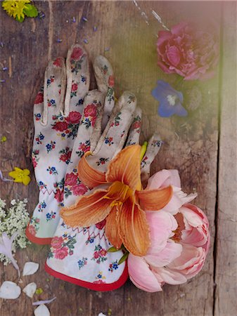 paeonia - Gardening gloves and flowers on wooden background, still life Stock Photo - Premium Royalty-Free, Code: 6102-08760854