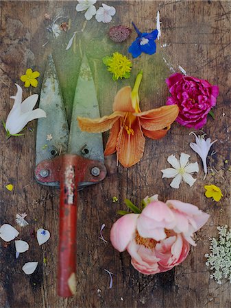 Garden tool and flowers on wooden background, still life Photographie de stock - Premium Libres de Droits, Code: 6102-08760856