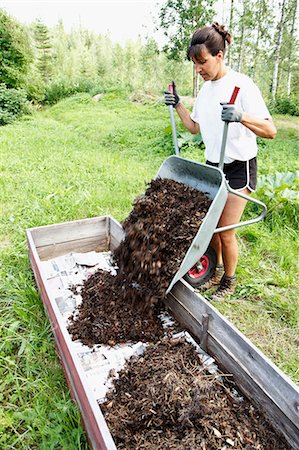 Woman putting compost into wooden box, Norrbotten, Sweden Stockbilder - Premium RF Lizenzfrei, Bildnummer: 6102-08761053