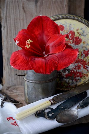 simsearch:6102-07282667,k - Flower and tools on table, Scandinavia Stock Photo - Premium Royalty-Free, Code: 6102-08761016