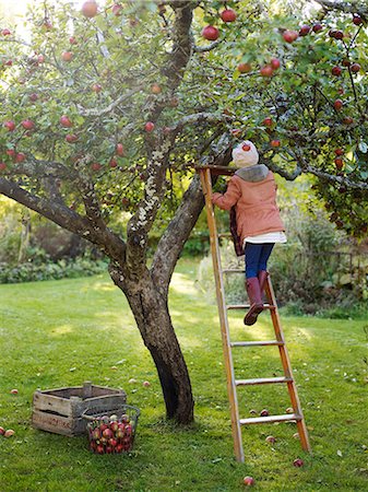 Girl on ladder picking apples, Varmdo, Uppland, Sweden Stock Photo - Premium Royalty-Free, Code: 6102-08761125