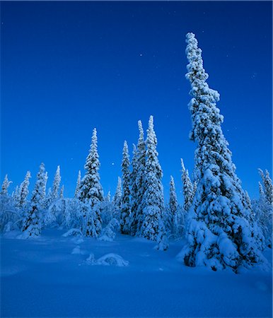 simsearch:6102-08384202,k - Pine trees at winter Stock Photo - Premium Royalty-Free, Code: 6102-08761520