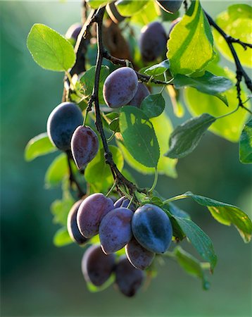 simsearch:6102-08520668,k - Plums on a plum tree. Stock Photo - Premium Royalty-Free, Code: 6102-08768678