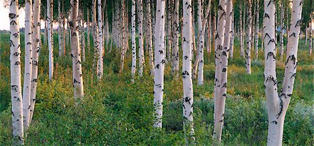 Birch forest in the summer. Photographie de stock - Premium Libres de Droits, Code: 6102-08768605