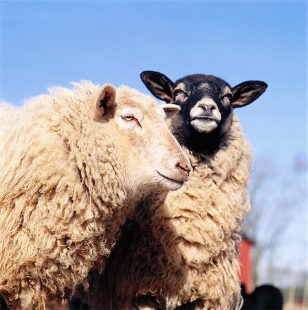 Domestic sheep, close-up Stockbilder - Premium RF Lizenzfrei, Bildnummer: 6102-08768639