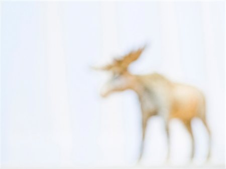 elks sweden - An elk, Sweden. Stock Photo - Premium Royalty-Free, Code: 6102-08768783