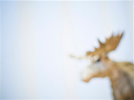 elks sweden - An elk, Sweden. Stock Photo - Premium Royalty-Free, Code: 6102-08768782