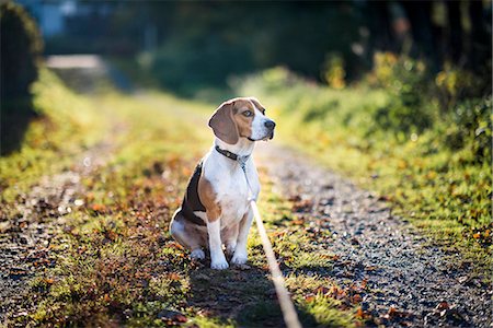 Dog sitting Photographie de stock - Premium Libres de Droits, Code: 6102-08726786