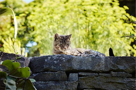 surrounding wall - Cat on stone wall Stock Photo - Premium Royalty-Free, Code: 6102-08726852
