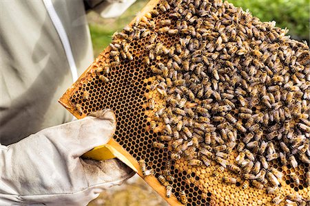 frame with hand - Bees on honeycomb Stock Photo - Premium Royalty-Free, Code: 6102-08726909