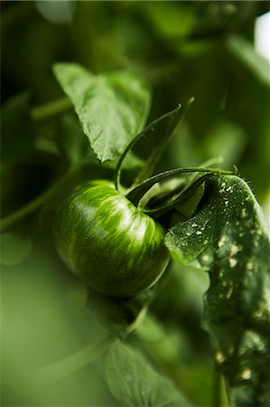 simsearch:6102-08885262,k - Close-up of green tomato Foto de stock - Royalty Free Premium, Número: 6102-08858376