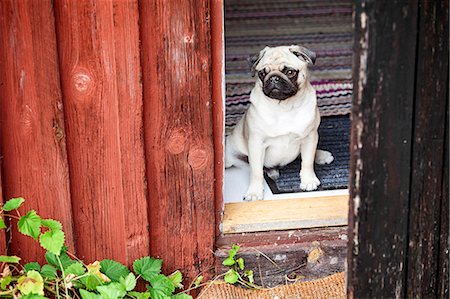dog doorway - Pug looking through window Stock Photo - Premium Royalty-Free, Code: 6102-08858420