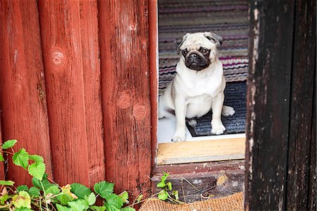 Pug looking through window Fotografie stock - Premium Royalty-Free, Codice: 6102-08858420