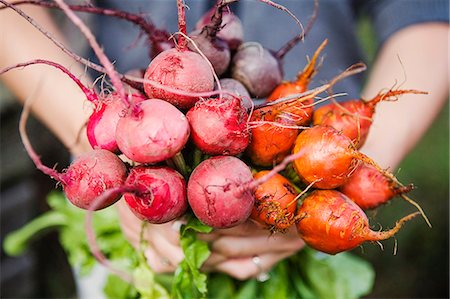 simsearch:6102-07843927,k - Hands holding various beetroots Stock Photo - Premium Royalty-Free, Code: 6102-08858601