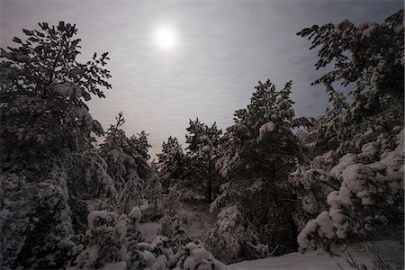 simsearch:6102-08566272,k - Forest in the winter Stock Photo - Premium Royalty-Free, Code: 6102-08858779