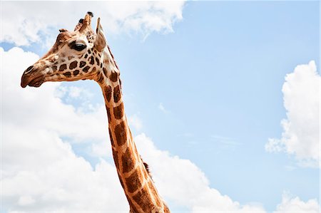 simsearch:6102-07789578,k - Giraffe against sky Photographie de stock - Premium Libres de Droits, Code: 6102-08881565