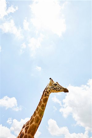 simsearch:6102-07789578,k - Giraffe against sky Photographie de stock - Premium Libres de Droits, Code: 6102-08881566