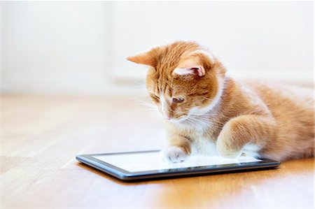 Cat playing with digital tablet Foto de stock - Sin royalties Premium, Código: 6102-08881693
