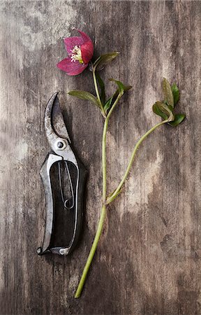 Secateurs and flower on wooden background Photographie de stock - Premium Libres de Droits, Code: 6102-08881774