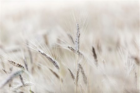 Wheat field Foto de stock - Sin royalties Premium, Código: 6102-08882137