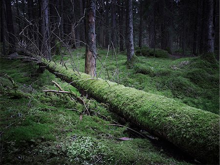 simsearch:6102-08882273,k - Fallen tree in forest Stock Photo - Premium Royalty-Free, Code: 6102-08882271