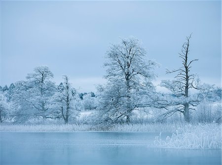 roble (madera) - Winter lake shore Foto de stock - Sin royalties Premium, Código: 6102-08882231