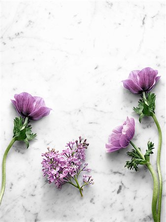 simsearch:6102-08885630,k - Purple flowers on marble background Photographie de stock - Premium Libres de Droits, Code: 6102-08885288