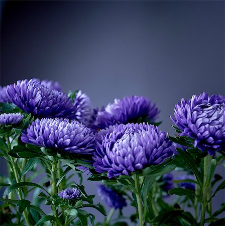 flower head - Blue aster flowers Photographie de stock - Premium Libres de Droits, Code: 6102-08885623