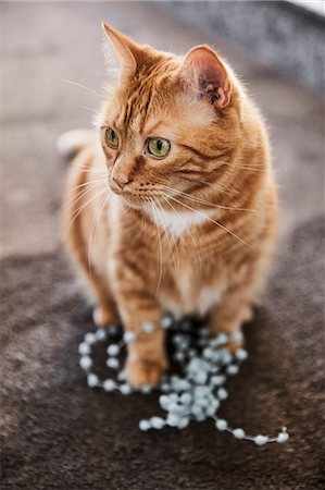 simsearch:614-02985426,k - Ginger cat Stock Photo - Premium Royalty-Free, Code: 6102-08885773