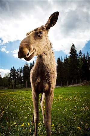 elks sweden - An elk, close-up, Sweden. Stock Photo - Premium Royalty-Free, Code: 6102-08800604