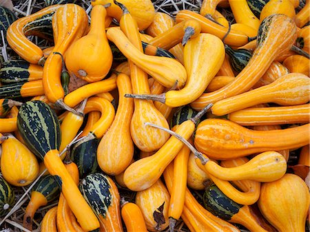 quantity - Pumpkins Stock Photo - Premium Royalty-Free, Code: 6102-08942324