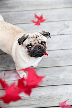 domestic animals in autumn - Pug with red leaf in mouth Stock Photo - Premium Royalty-Free, Code: 6102-08942338