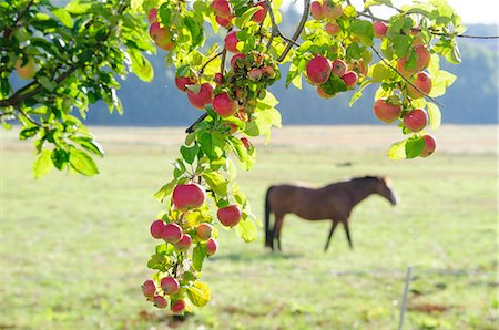 simsearch:6102-08520668,k - Apples on tree branches Stock Photo - Premium Royalty-Free, Code: 6102-08942498