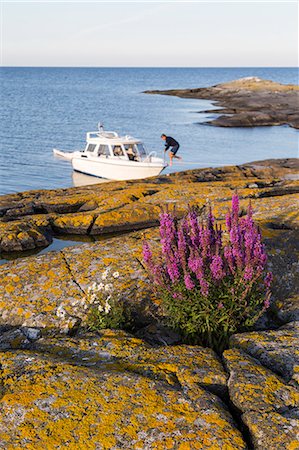 Flower growing on rocks by sea Stock Photo - Premium Royalty-Free, Code: 6102-08942649