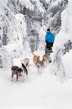 schlitten (von tieren gezogenes gefährt) - Siberian Huskies pulling sleigh Stockbilder - Premium RF Lizenzfrei, Bildnummer: 6102-08951392