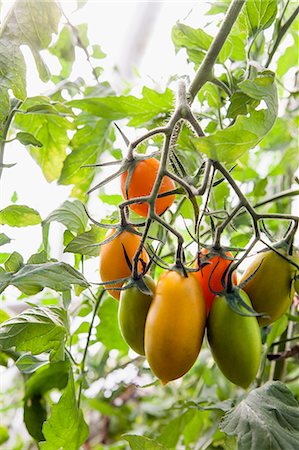 simsearch:6102-08885262,k - Tomatoes on plant Foto de stock - Royalty Free Premium, Número: 6102-08951477