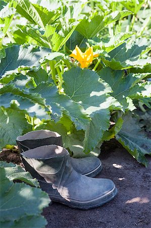 simsearch:6102-08062894,k - Wellies in garden near squash plants Foto de stock - Sin royalties Premium, Código: 6102-08951475