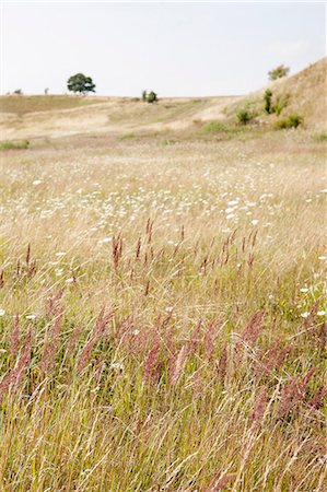 simsearch:6102-08520554,k - Grassy meadow Stock Photo - Premium Royalty-Free, Code: 6102-08951479