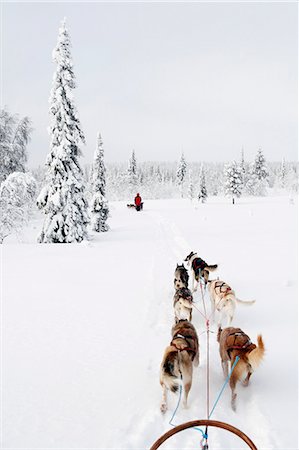 simsearch:6102-03905124,k - Siberian Huskies pulling sleigh Stock Photo - Premium Royalty-Free, Code: 6102-08951423