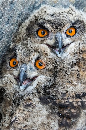 european eagle owl - Owlets Foto de stock - Sin royalties Premium, Código: 6102-08951589