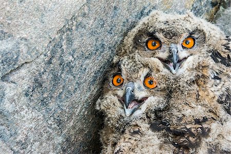 european eagle owl - Owlets Foto de stock - Sin royalties Premium, Código: 6102-08951590